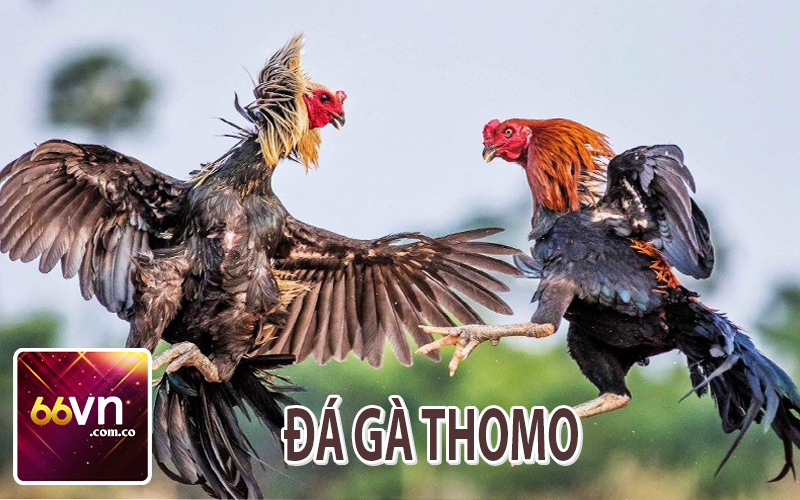 Đá Gà Thomo